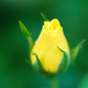 Illustration for article titled PhoTAYgraphy Club: You Dont Bring Me Flowers